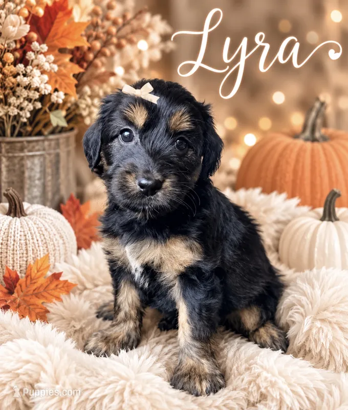 Lyra – Miniature Bernedoodle, Miniature Aussiedoodle puppy for sale in Spring Hill, FL