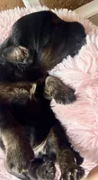 Lyra, a female Miniature Bernedoodle and Miniature Aussiedoodle for sale in Spring Hill, FL – 8 of 10