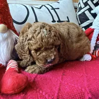 Micro mini Purple , a female Miniature Goldendoodle for sale in Port Richey, FL – Photo 6 of 10