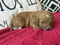 Purple collar , a female Miniature Goldendoodle for sale in Port Richey, FL – Photo 10 of 10