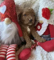 Purple collar , a female Miniature Goldendoodle for sale in Port Richey, FL – Photo 3 of 10