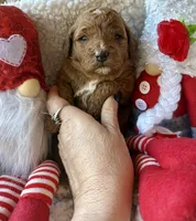 Purple collar , a female Miniature Goldendoodle for sale in Port Richey, FL – Photo 7 of 10
