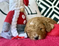 Purple collar , a female Miniature Goldendoodle for sale in Port Richey, FL – Photo 1 of 10