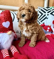 Micro mini Purple , a female Miniature Goldendoodle for sale in Port Richey, FL – Photo 5 of 10