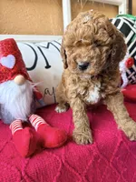 Micro mini Purple , a female Miniature Goldendoodle for sale in Port Richey, FL – Photo 4 of 10