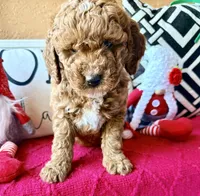 Micro mini Purple , a female Miniature Goldendoodle for sale in Port Richey, FL – Photo 3 of 10