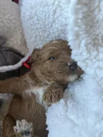 Purple collar , a female Miniature Goldendoodle for sale in Port Richey, FL – Photo 4 of 10