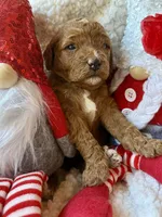 Purple collar , a female Miniature Goldendoodle for sale in Port Richey, FL – Photo 8 of 10