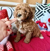 Micro mini Purple , a female Miniature Goldendoodle for sale in Port Richey, FL – Photo 2 of 10