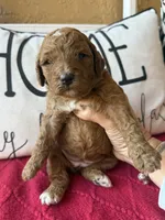 Purple collar , a female Miniature Goldendoodle for sale in Port Richey, FL – Photo 9 of 10