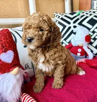 Micro mini Purple , a female Miniature Goldendoodle for sale in Port Richey, FL – Photo 1 of 10