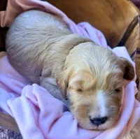 Glory, a female Miniature Bernedoodle for sale in Spring Hill, FL – 10 of 10