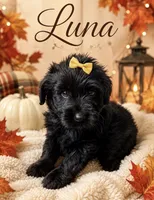 Luna (yellow), a female Miniature Bernedoodle and Miniature Aussiedoodle for sale in Spring Hill, FL – 2 of 10