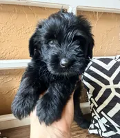 Luna (yellow), a female Miniature Bernedoodle and Miniature Aussiedoodle for sale in Spring Hill, FL – 4 of 10