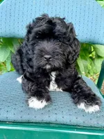 Cosmo, a male Miniature Bernedoodle and Miniature Goldendoodle for sale in Spring Hill, FL – 2 of 10