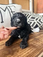 Reagan, a female Miniature Bernedoodle for sale in Spring Hill, FL – 10 of 10