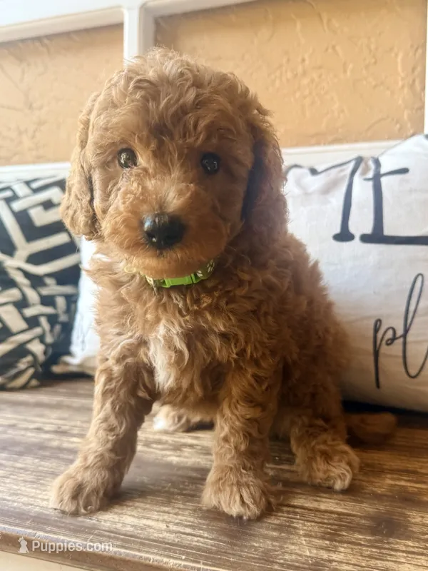 Ranger  – Miniature Goldendoodle puppy for sale in Spring Hill, FL