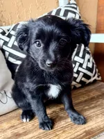 Panda, a female Miniature Aussiedoodle for sale in Port Richey, FL – Photo 2 of 8