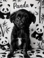 Panda, a female Miniature Aussiedoodle for sale in Port Richey, FL – Photo 1 of 8