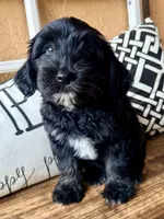Panda, a female Miniature Aussiedoodle for sale in Port Richey, FL – Photo 3 of 8