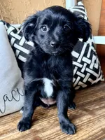Panda, a female Miniature Aussiedoodle for sale in Port Richey, FL – Photo 5 of 8