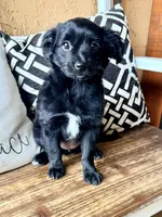 Panda, a female Miniature Aussiedoodle for sale in Port Richey, FL – Photo 8 of 8