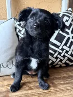 Panda, a female Miniature Aussiedoodle for sale in Port Richey, FL – Photo 6 of 8