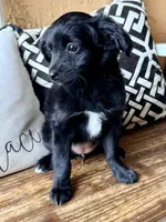 Panda, a female Miniature Aussiedoodle for sale in Port Richey, FL – Photo 4 of 8