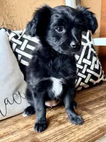 Panda, a female Miniature Aussiedoodle for sale in Port Richey, FL – Photo 7 of 8
