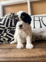 Orange collar , a female Poodle - Toy  and Miniature Bernedoodle for sale in Spring Hill, FL – 2 of 10