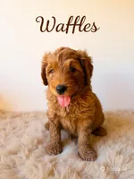 Waffles, a male Goldendoodle for sale in Spring Hill, FL – 3 of 10