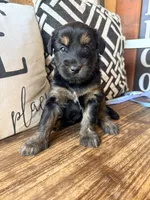 Lyra, a female Miniature Bernedoodle and Miniature Aussiedoodle for sale in Spring Hill, FL – 10 of 10