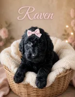Raven , a female Miniature Bernedoodle and Miniature Aussiedoodle for sale in Spring Hill, FL – 1 of 9