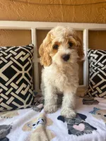 Maui, a male Cockapoo and Cocker Spaniel for sale in Spring Hill, FL – 3 of 10