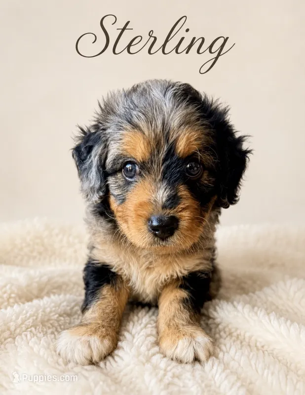 Sterling Toy  – Toy Australian Shepherd, Miniature Aussiedoodle puppy for sale in Spring Hill, FL
