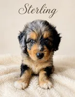 Sterling (Toy), a male Miniature Aussiedoodle for sale in Spring Hill, FL – 4 of 10