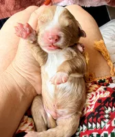 Blue collar, a male Poodle - Toy  and Miniature Goldendoodle for sale in Spring Hill, FL – 8 of 8