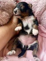 Sable , a female Poodle - Toy  and Toy Australian Shepherd for sale in Spring Hill, FL – 3 of 10