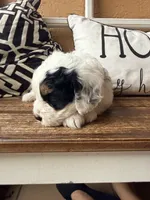 Gray collar, a female Miniature Bernedoodle and Miniature Goldendoodle for sale in Spring Hill, FL – 9 of 10