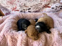 Reagan, a female Miniature Bernedoodle for sale in Spring Hill, FL – 6 of 10