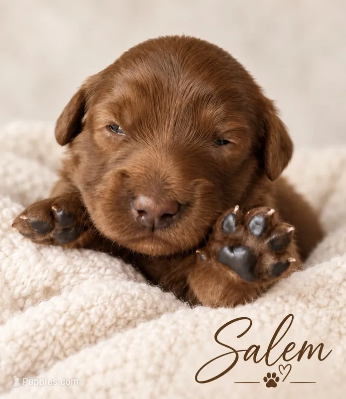 Salem  – Miniature Goldendoodle puppy for sale in Spring Hill, FL