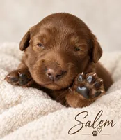 Salem , a female Miniature Goldendoodle for sale in Spring Hill, FL – 1 of 10