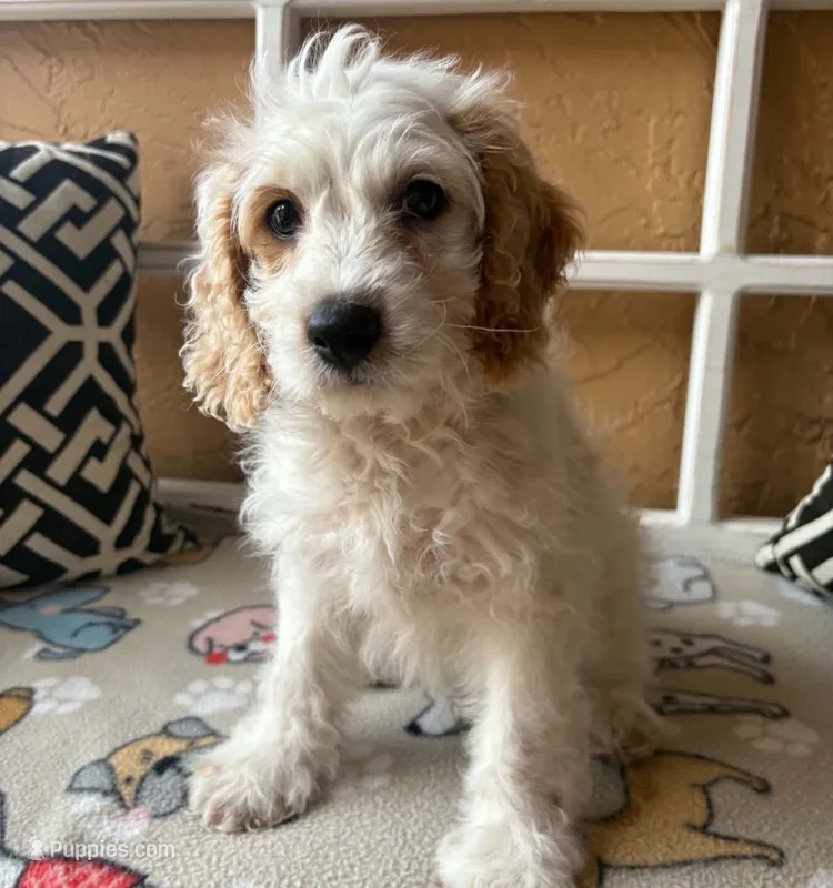 Marlin – Cockapoo puppy for sale in Spring Hill, FL
