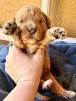 Teddy, a male Miniature Bernedoodle for sale in Spring Hill, FL – 9 of 10