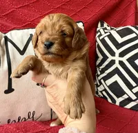 processed/4699521c-22d2-4a74-bf1a-62848d91c4e2/listing/bd31d8e7-ac6b-4de9-8510-0a4b207e994d/90f38a0e-05c8-4259-9ad8-5b580c21c346