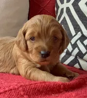 processed/4699521c-22d2-4a74-bf1a-62848d91c4e2/listing/bd31d8e7-ac6b-4de9-8510-0a4b207e994d/bc2301da-d44f-4821-9c1c-9af84153dc1a