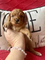 processed/4699521c-22d2-4a74-bf1a-62848d91c4e2/listing/bd31d8e7-ac6b-4de9-8510-0a4b207e994d/df3850f6-eced-4ea7-bb0c-99b469618ac5