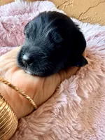 Astra, a female Miniature Bernedoodle and Miniature Aussiedoodle for sale in Spring Hill, FL – 4 of 8