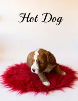 Hot dog, a male Miniature Goldendoodle for sale in Spring Hill, FL – 4 of 10