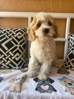 Maui, a male Cockapoo and Cocker Spaniel for sale in Spring Hill, FL – 2 of 10